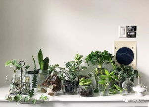 家居绿植养护秘籍 给连绿萝都能养死的你