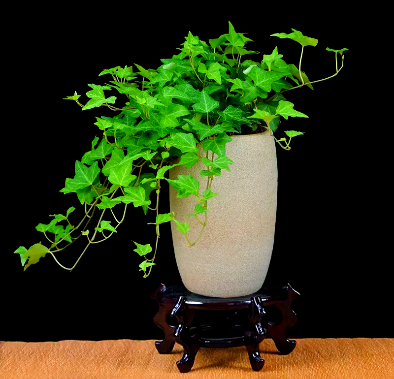 常春藤养护与日常保洁指南 为家居注入盎然绿意与洁净